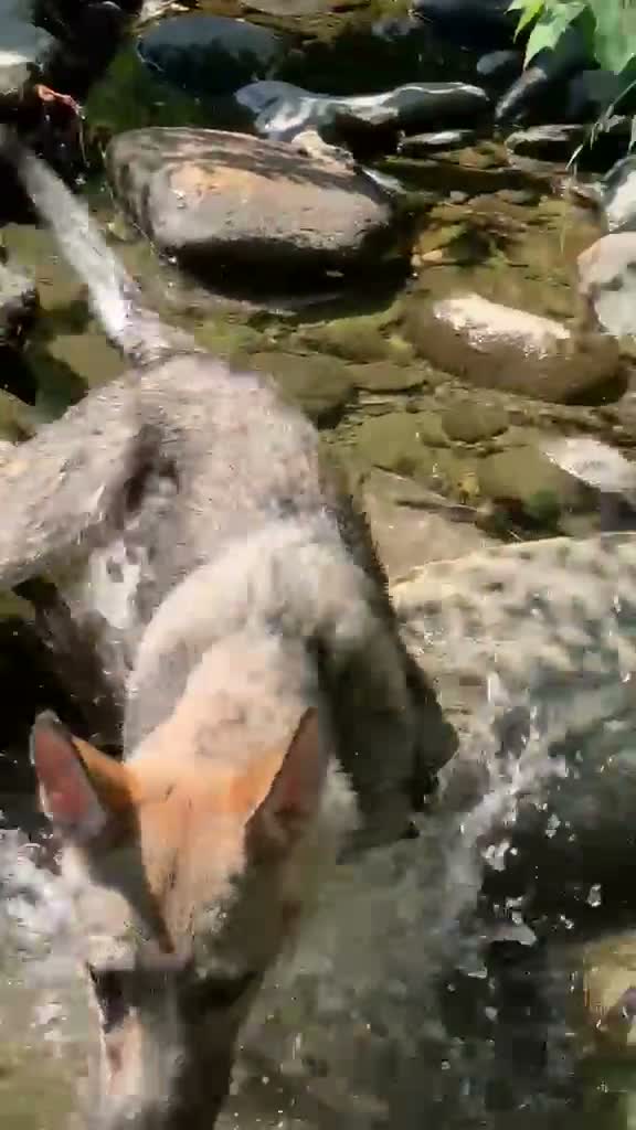 Lupo Cecoslovacco cani in vendita: Cane lupo cecoslovacco  - Video 1