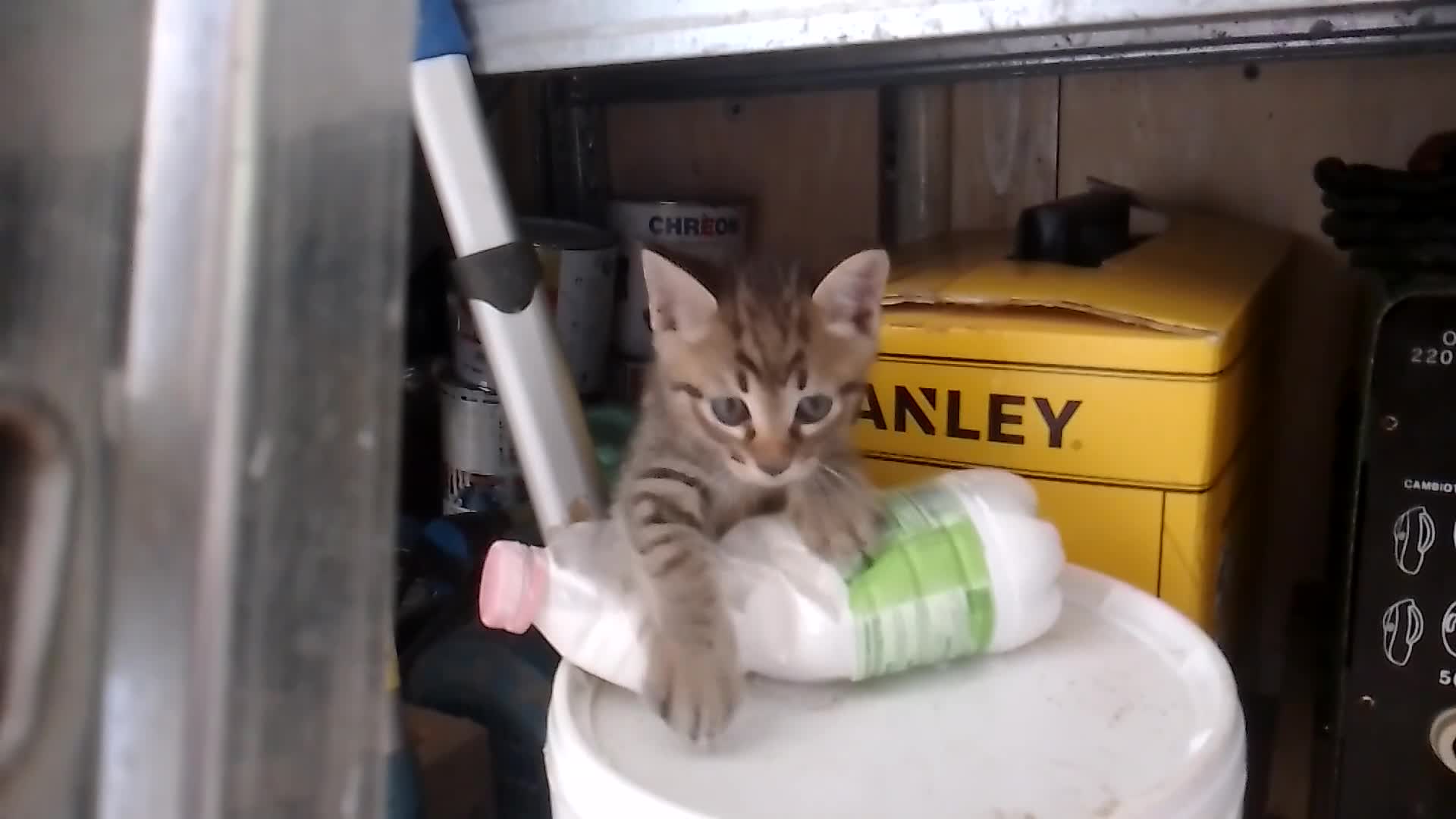 Meticcio gatti in regalo: Regalo gattino a Provincia di Pesaro e Urbino - Video 1