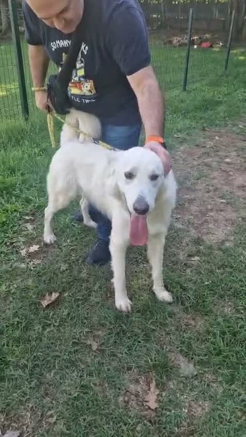 Pastore Svizzero cani in regalo: Gucci, uno splendido pastore svizzero - Video 1