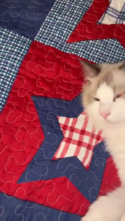 Ragdoll gatti per accoppiamento: Splendidi Ragdoll da accoppiamento - Video 1