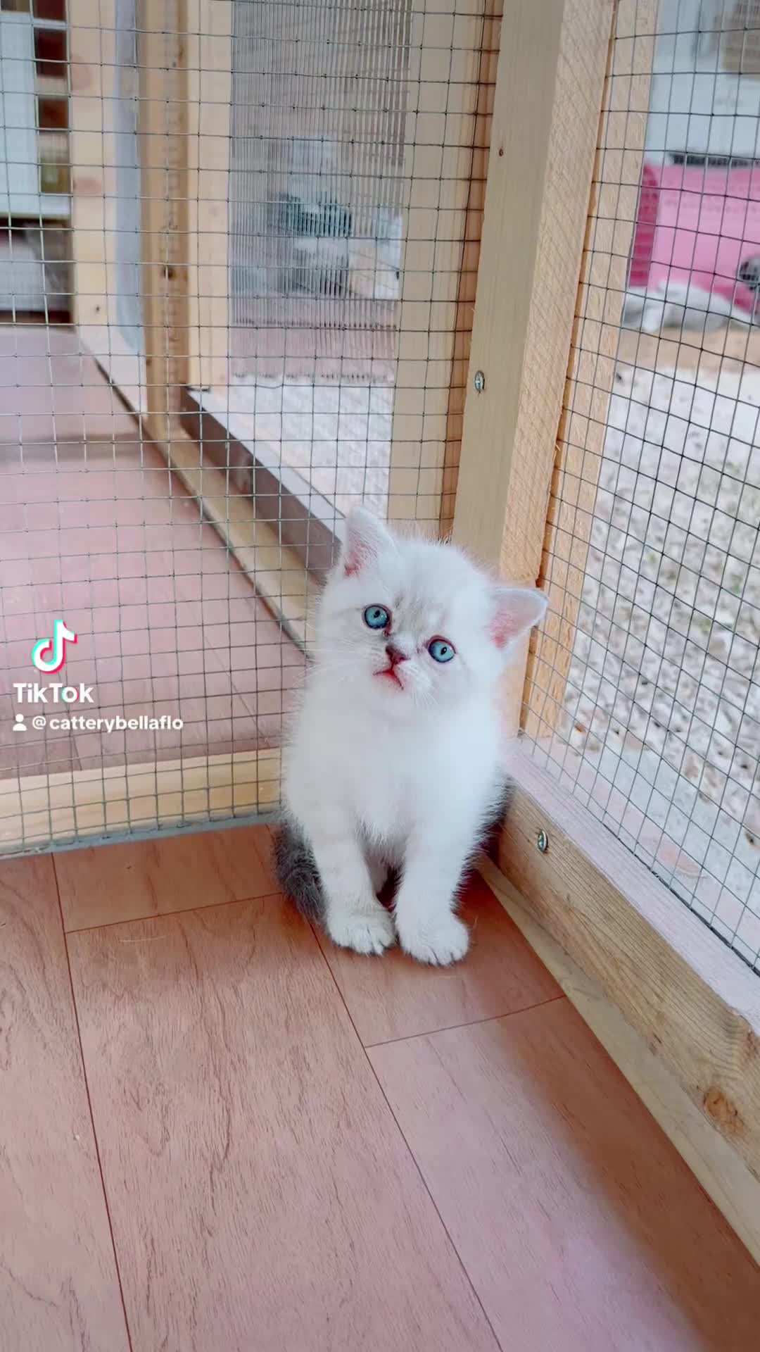 Scottish gatti in vendita: Scottish fold Longhair  a Provincia di Latina - Video 1