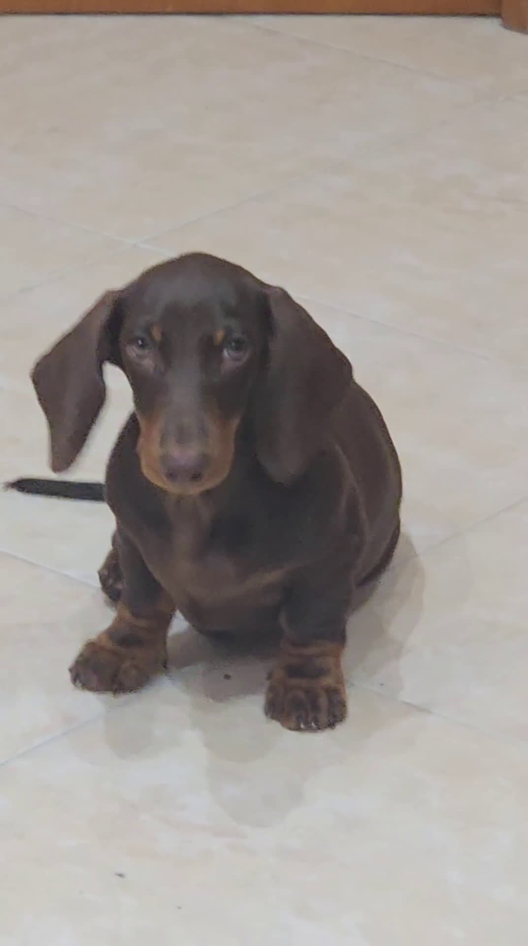 Bassotto cani in vendita: Bassotto maschio  kaninken 3 mesi e mezzo - Video 1