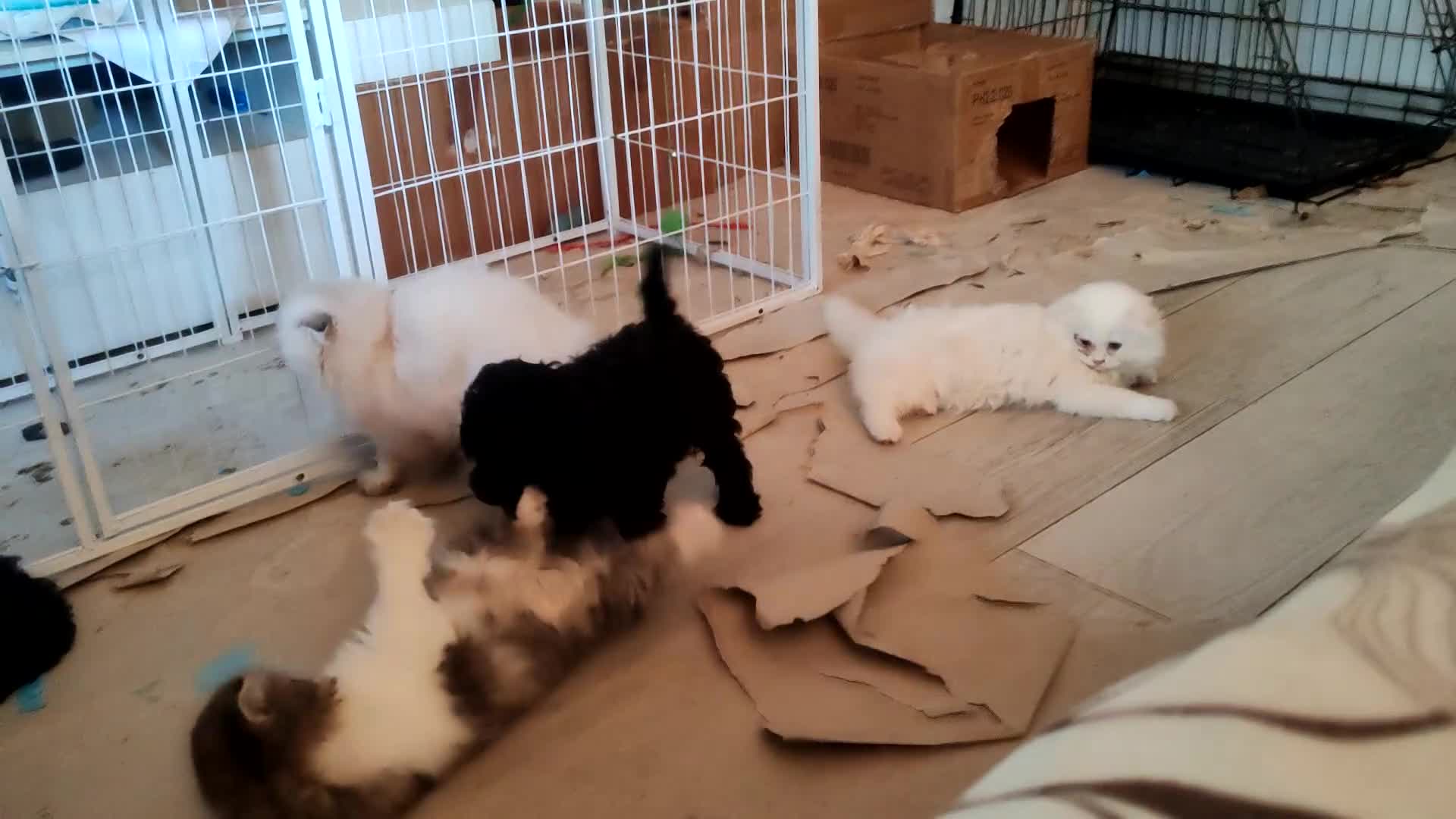 Barboncino cani in vendita: Barboncino nero nano cuccioli  a Provincia di Pistoia - Video 1