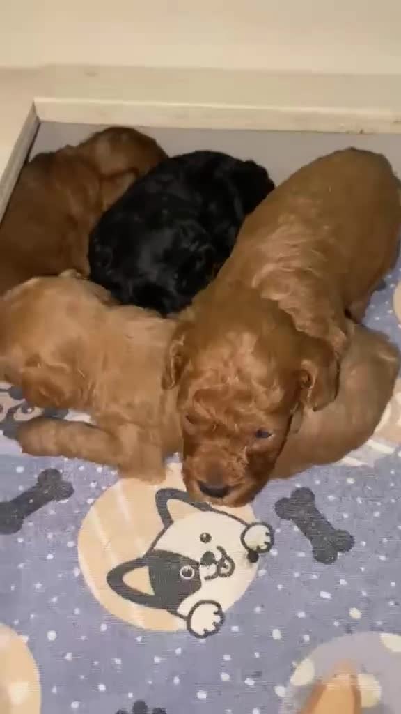 Barboncino Toy cani in vendita: Barboncini toy  - Video 3