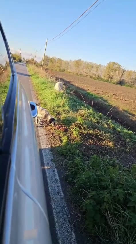 Setter Inglese cani in regalo: Coccinella: giovane dolcissima setterina  - Video 1