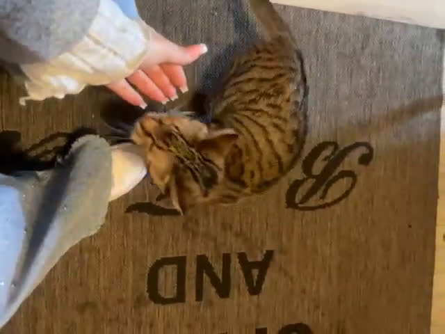 Europeo gatti in regalo:  Tigratina speciale! - Video 1