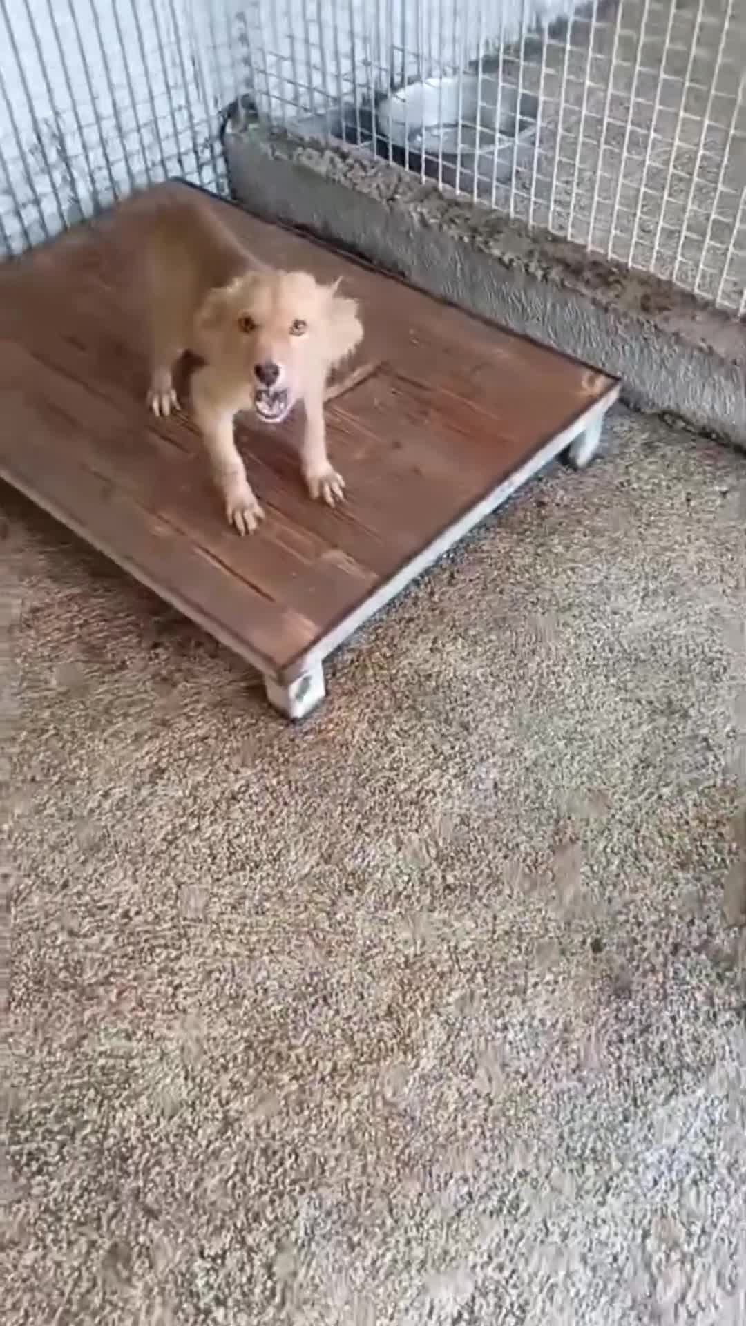 Meticcio cani in regalo: Vasco  - Video 1