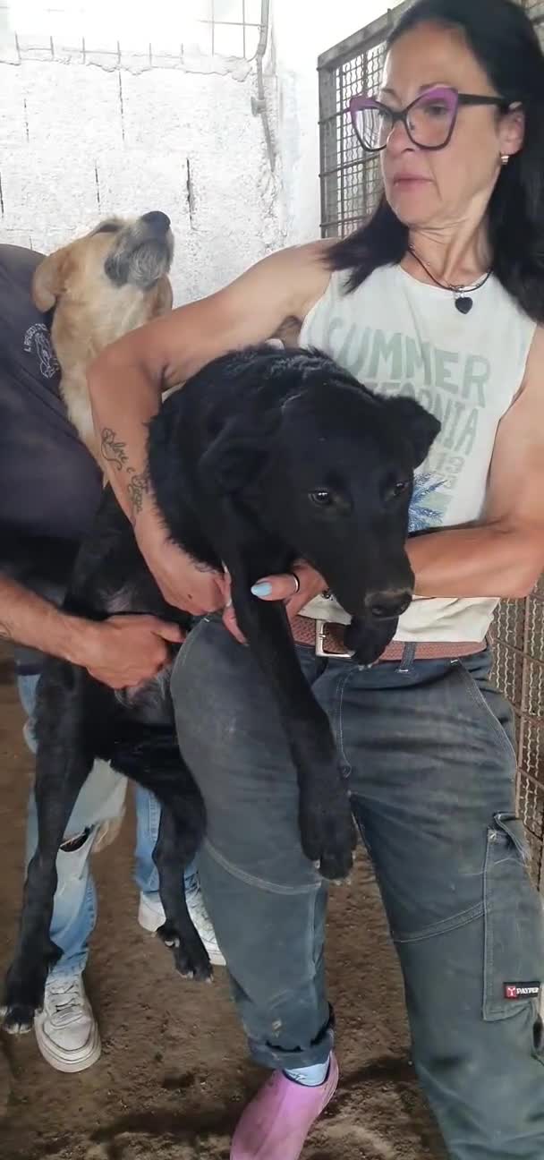 Meticcio cani in regalo: Arya, meticcia in canile a catania - Video 1