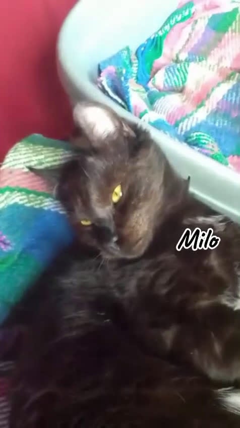 Europeo gatti in regalo: MILO GATTINO DOLCISSIMO - Video 1