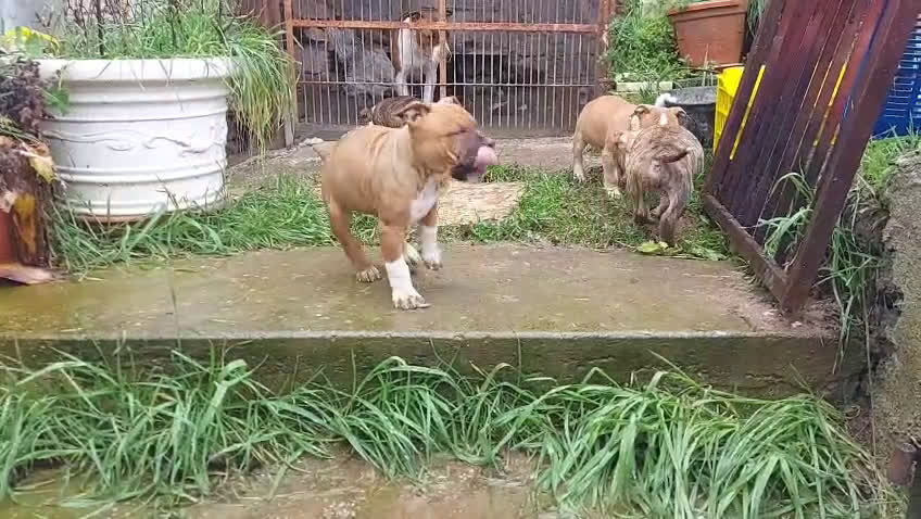 American Staffordshire cani in vendita: American Staffordshire terrier - Video 1