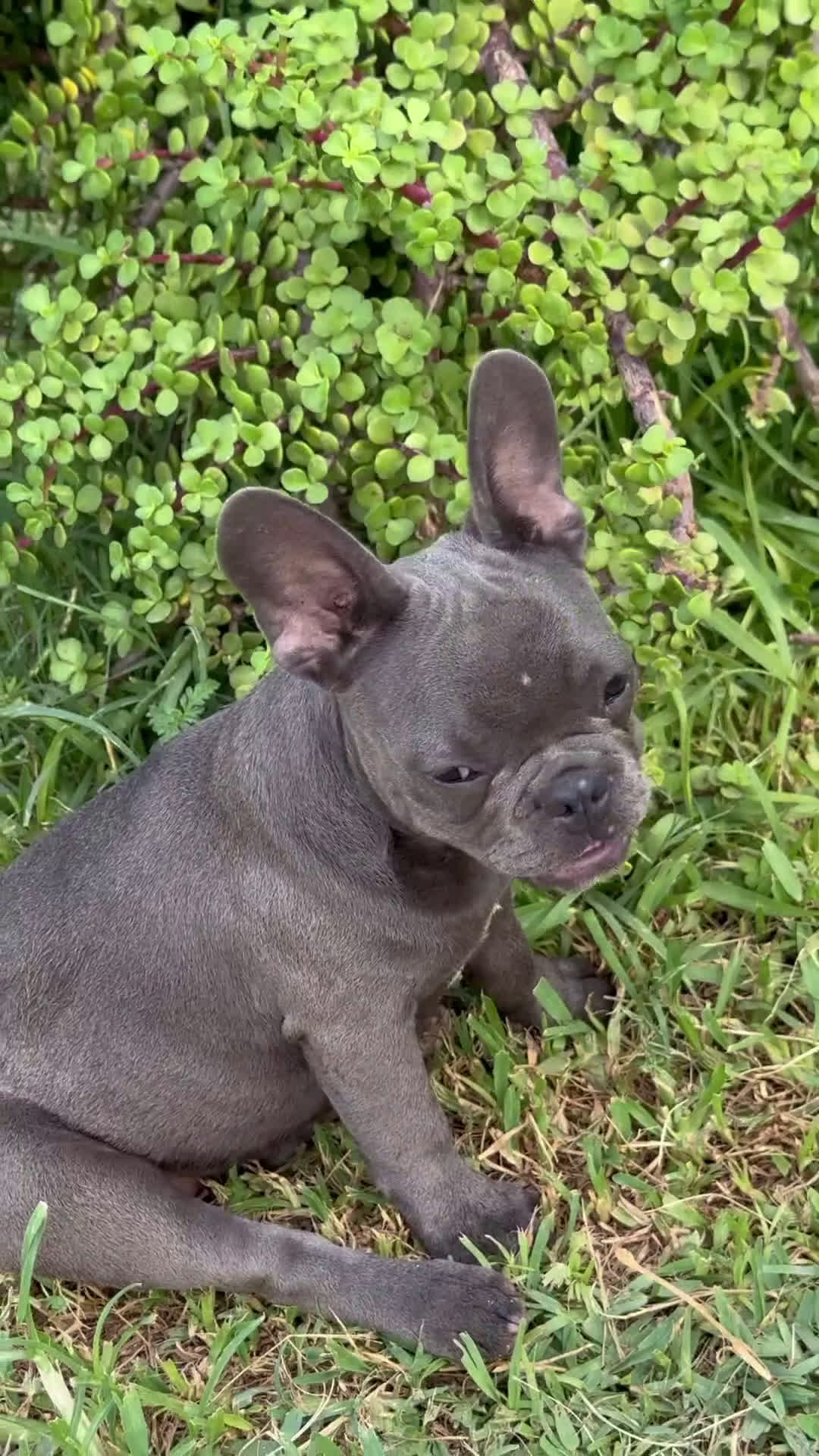 Bulldog Francese cani in vendita: Bulldog francese  a Città metropolitana di Milano - Video 1