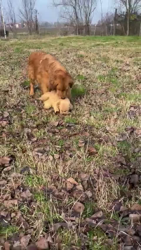 Golden Retriever cani in vendita: Golden Retriever Americano  Disponibile subito  - Video 1