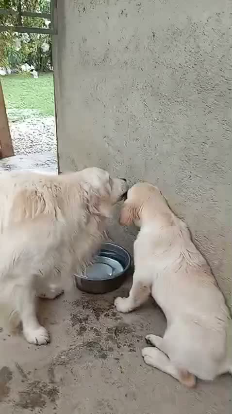 Golden Retriever cani in vendita: Cucciolo maschio Golden retriever  - Video 1