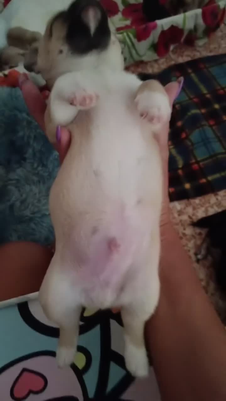 Chihuahua cani in vendita: Chihuahua - Video 1