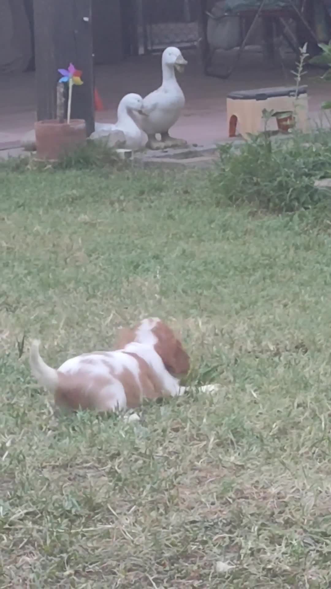 Cavalier King cani in vendita: Cucciolata Cavalier King - Video 2