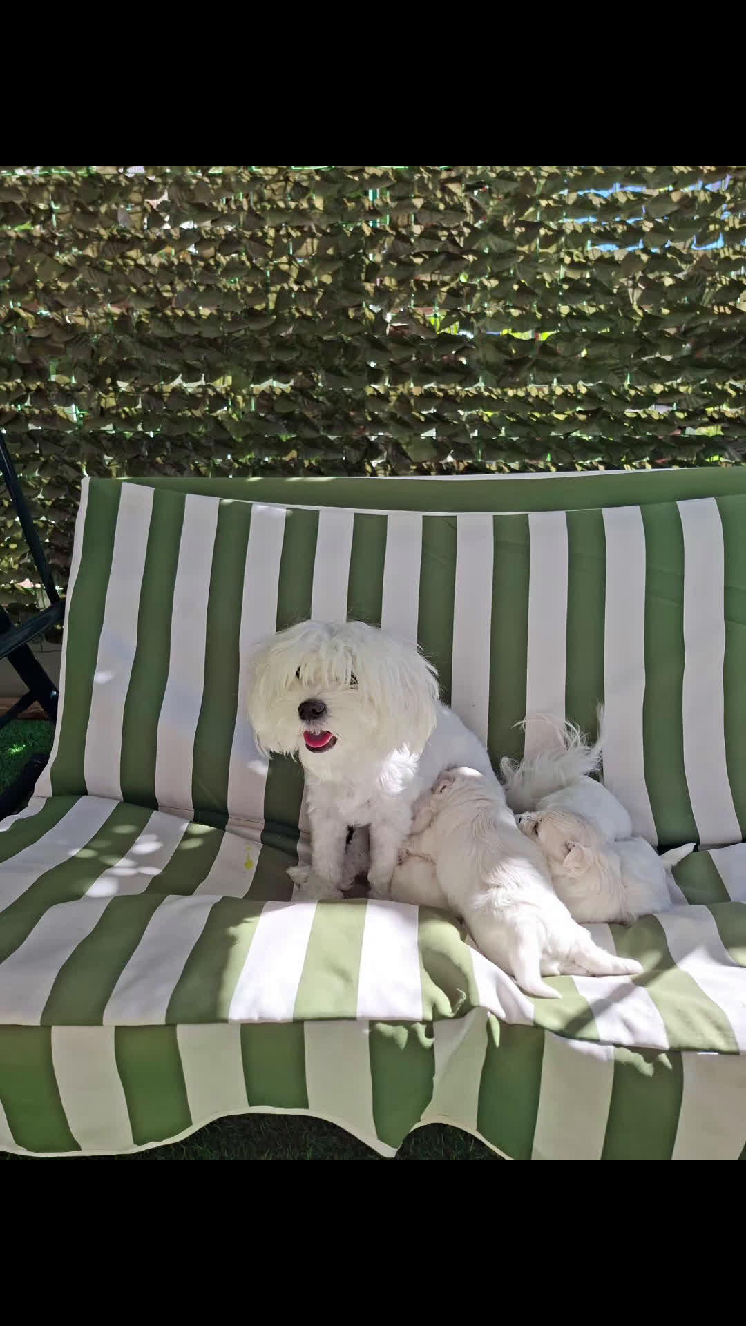 Maltese cani in vendita: Bishon maltese Toy - Video 1