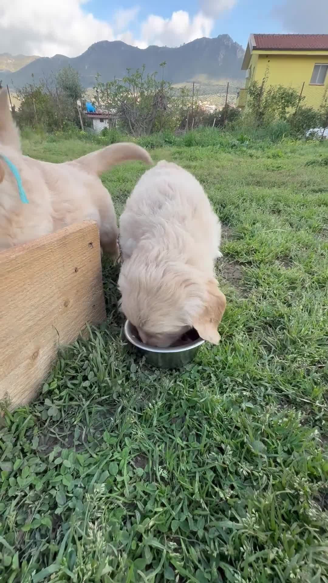 Golden Retriever cani in vendita: Cuccioli Golden Retriver 100% inglese con pedigree a Città metropolitana di Palermo - Video 1