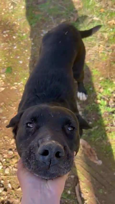 Meticcio cani in regalo: Pluto splendido cagnolone cerca casa  - Video 5