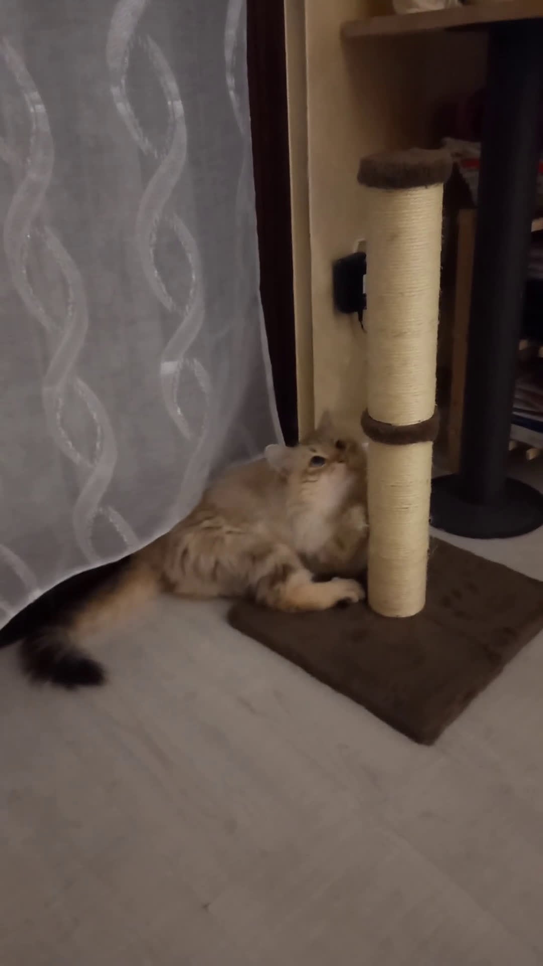 Siberiano gatti per accoppiamento: Micione Neva Masquerade  - Video 1