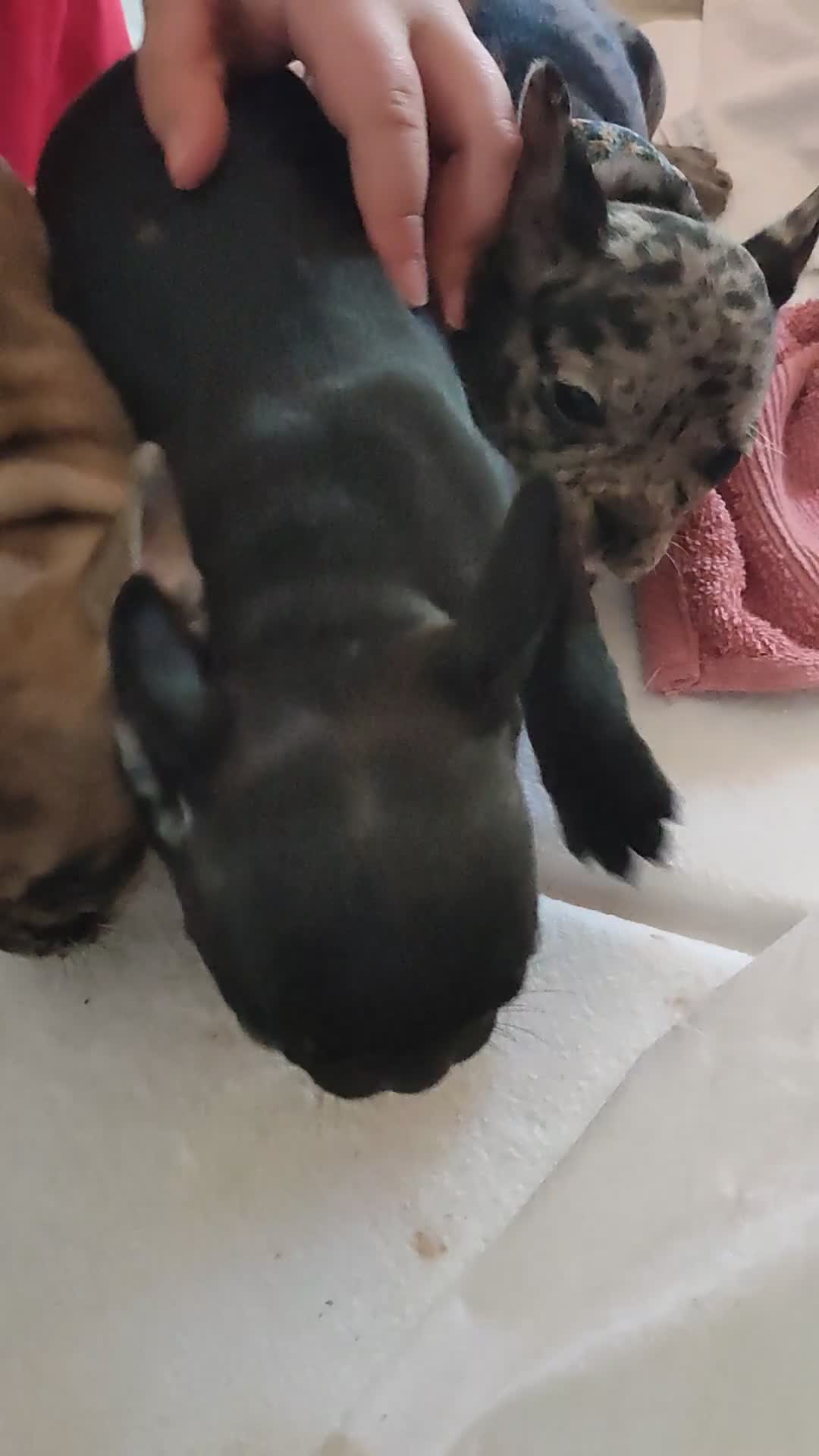 Bulldog Francese cani in vendita: Cuccioli esotici di bulldog francese  - Video 3