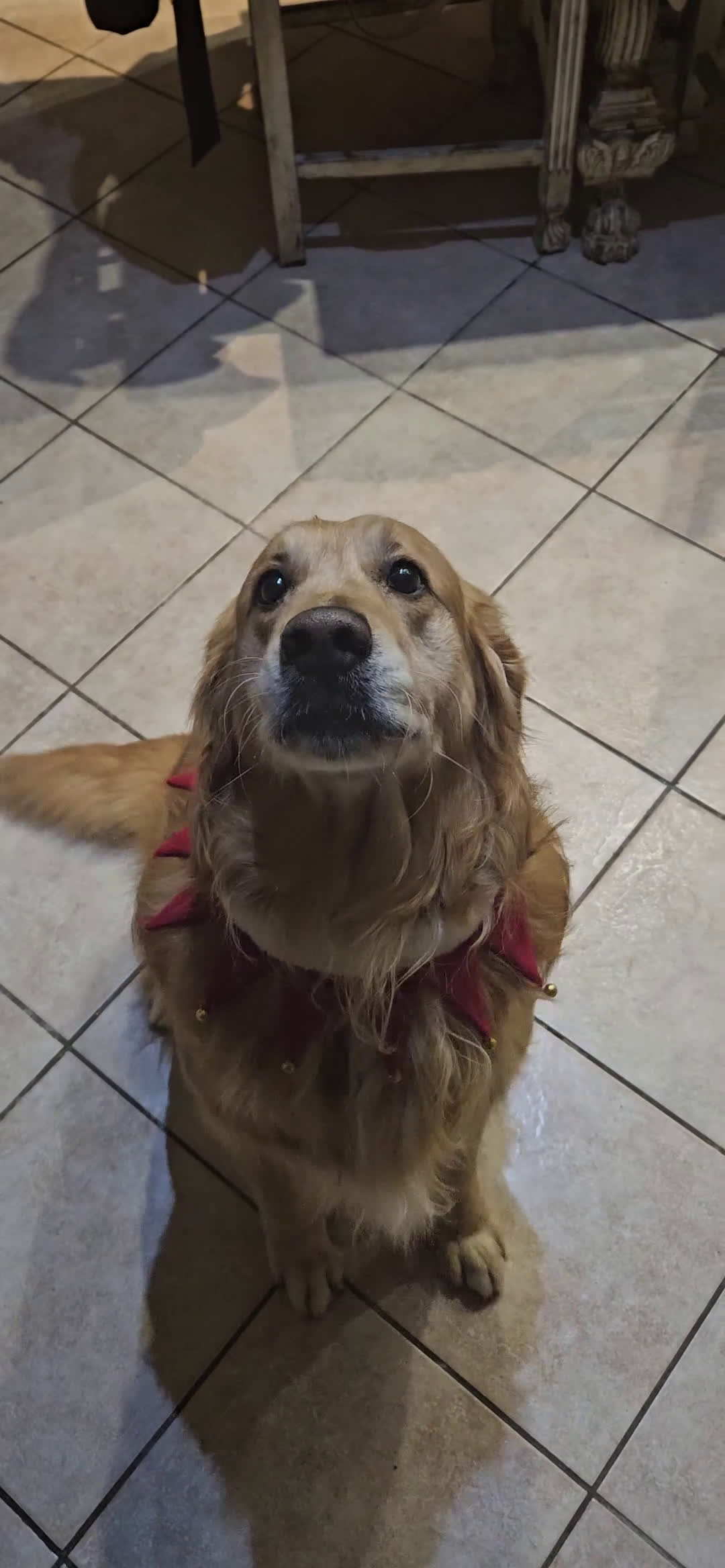 Golden Retriever cani per accoppiamento: Golden retriever per monta  - Video 4