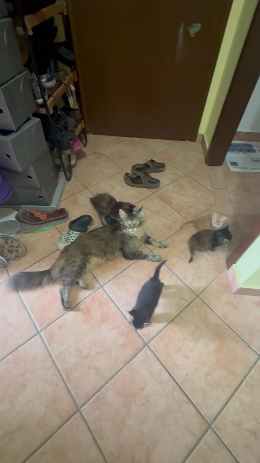 Maine Coon gatti in vendita: MAINE COON SHADED PREGIATI cuccioli  - Video 1