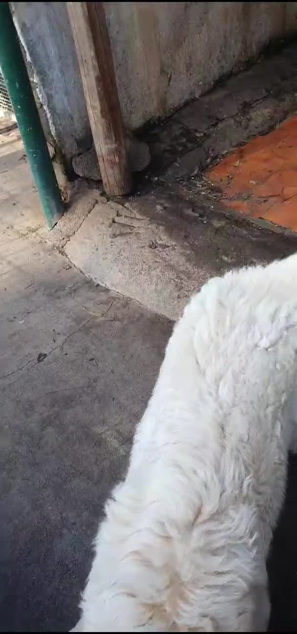 Meticcio cani in regalo: Asia, nuvola bianca in canile - Video 2