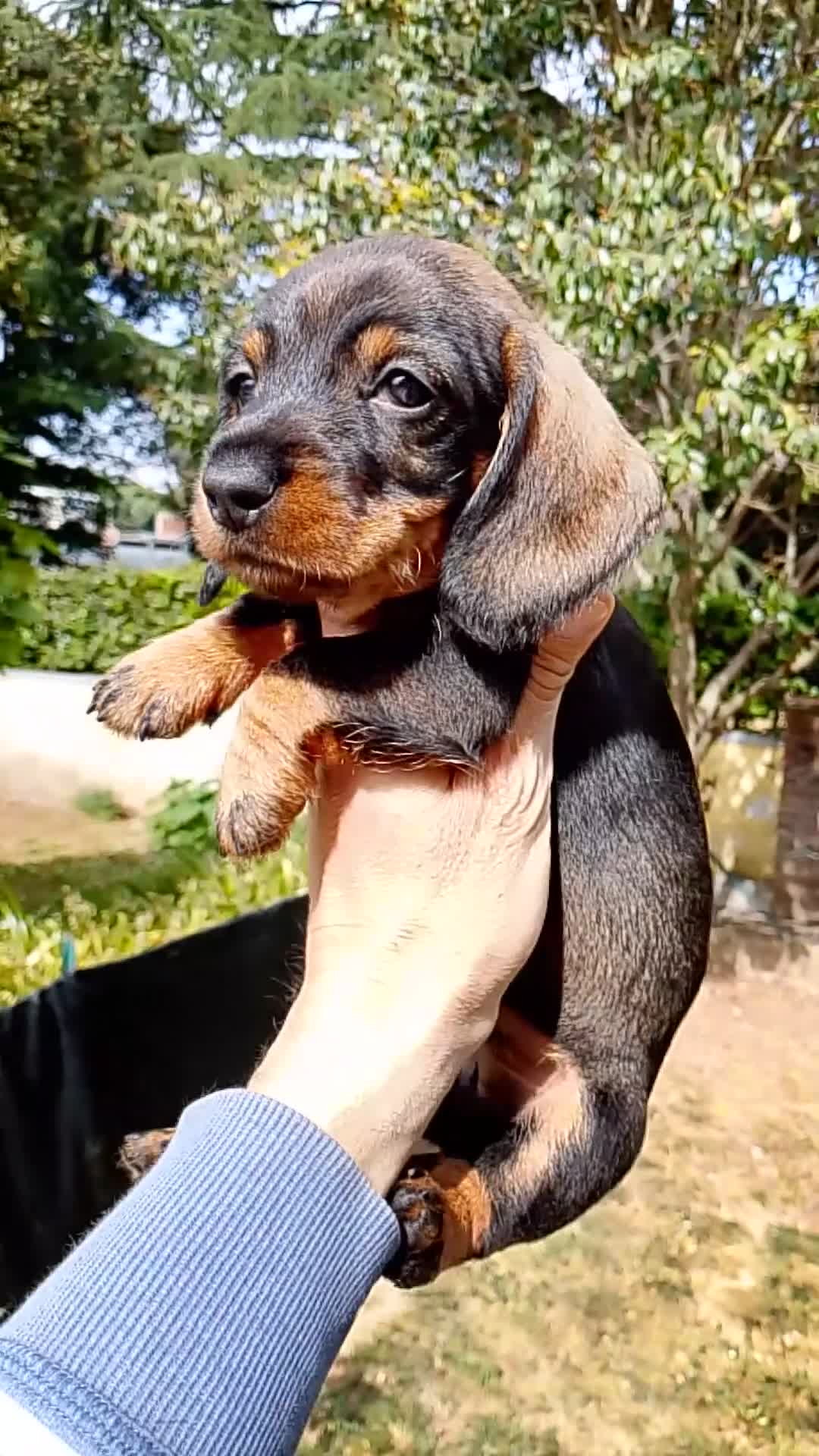Bassotto cani in vendita: Bassotto pelo duro maschi  - Video 1