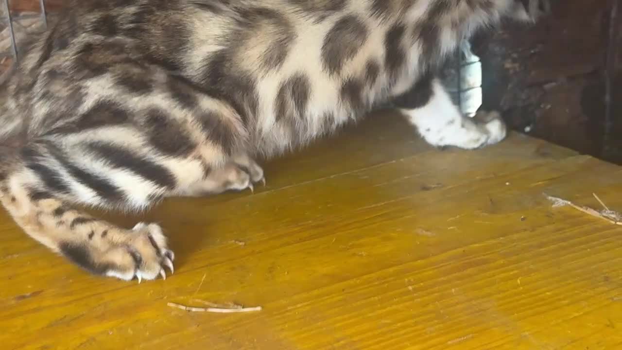 Bengala gatti in vendita: Bengal cucciola da riproduzione (Normandie) - Video 1