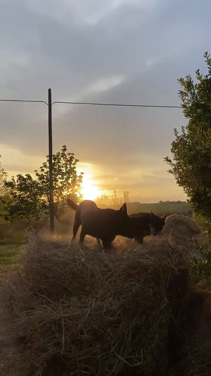 Australian Kelpie cani in vendita: Cuccioli di Australian Kelpie a Provincia di Teramo - Video 1