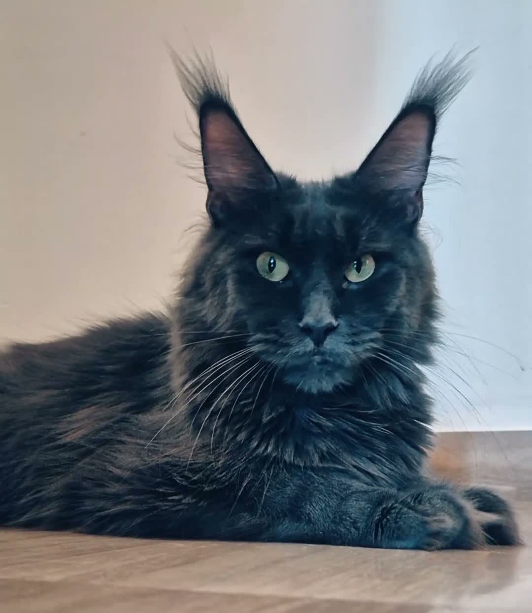 Maine Coon gatti in vendita: Cuccioli MCO di alta genealogia. - Video 2