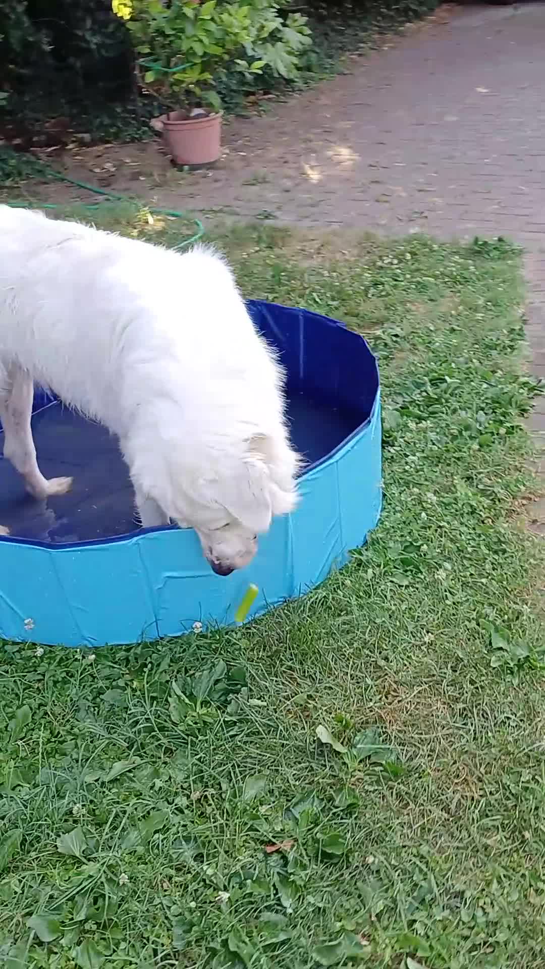 Pastore Abbruzzese Maremmano cani in regalo: Pastore maremmano abruzzese  a Provincia di Verona - Video 1