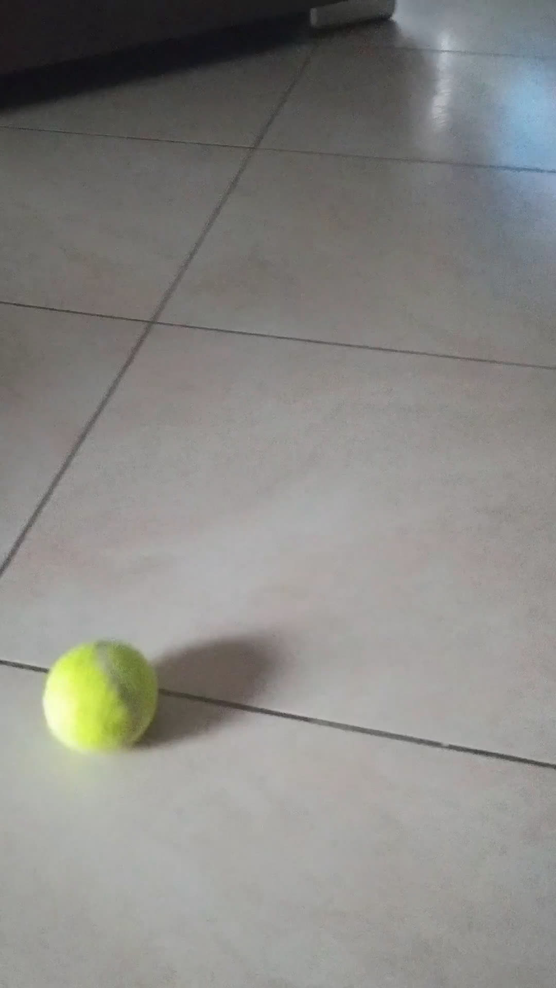 Carlino cani in vendita: Cuccioli di carlino nero  - Video 1