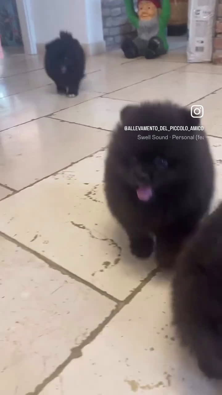 Volpino Pomerania cani in vendita: Volpino Pomerania Pedigree  a Provincia di Pavia - Video 1