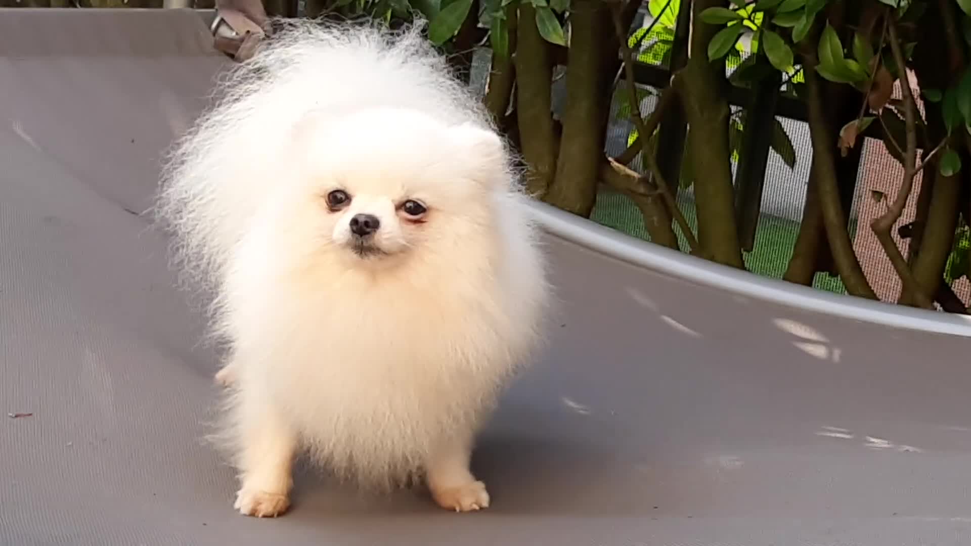 Spitz cani in regalo: Spitz di Pomerania NANO  - Video 3