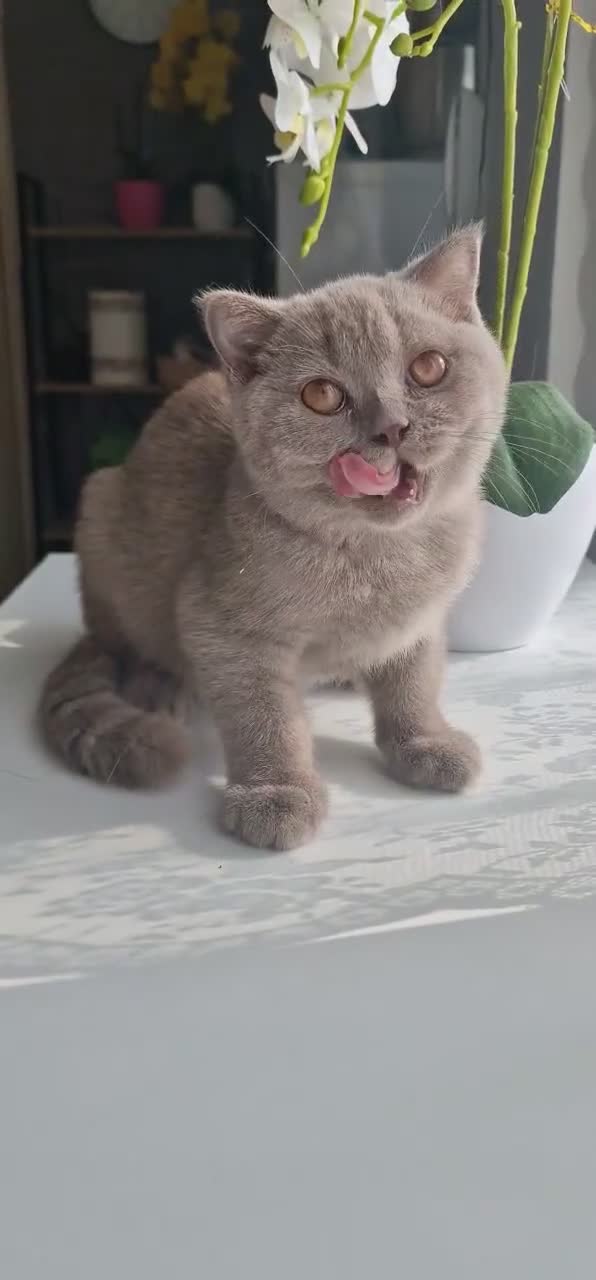 Scottish gatti in vendita: Scottish  - Video 1