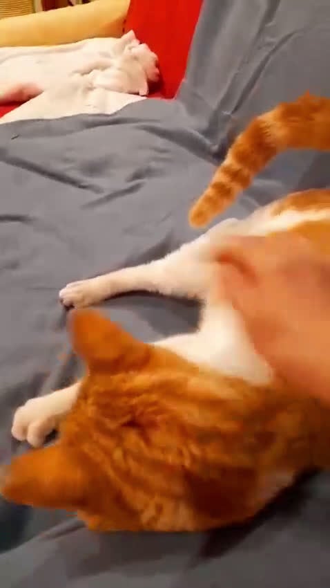 Europeo gatti in regalo: ORANGE gattino fantastico - Video 1