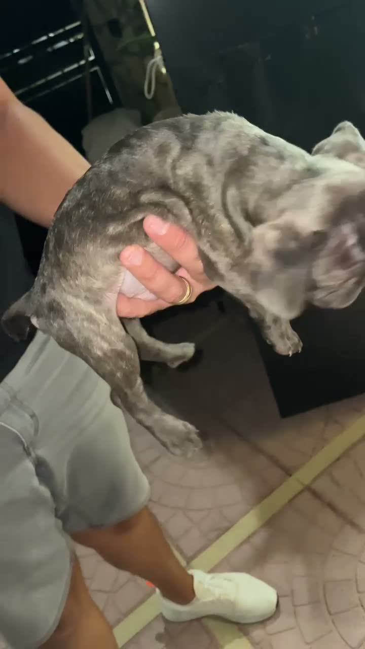 Bulldog Francese cani in vendita: Bulldog francese - Video 1