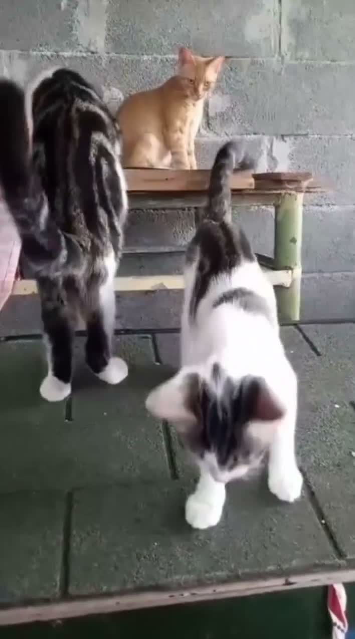 Europeo gatti in regalo: GINO E GAIA CERCANO CASA - Video 1
