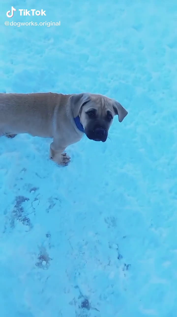 Cane Corso cani in vendita: Cuccioli di Cane Corso D Élite  - Video 1