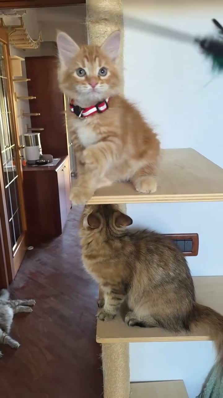 Siberiano gatti in vendita: Cucciola siberiana - Video 2