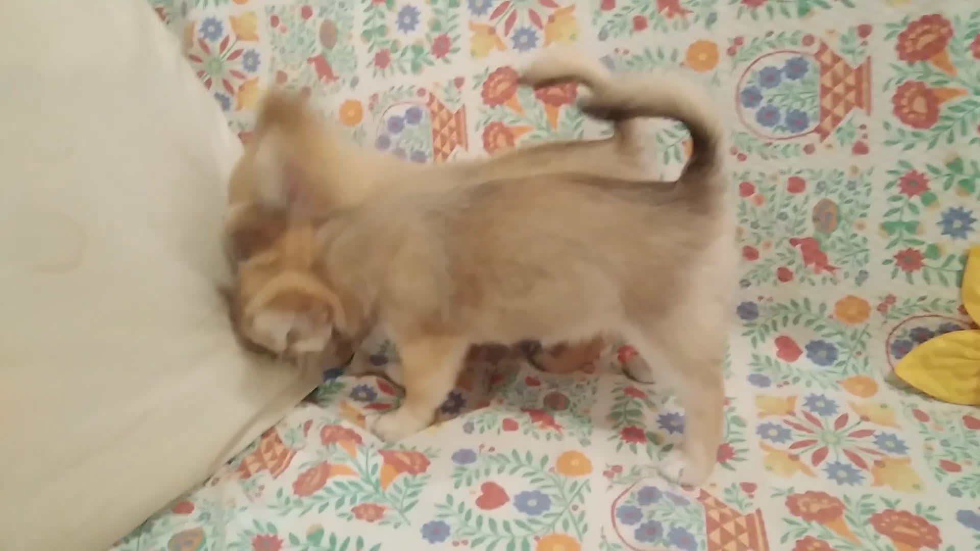 Chihuahua cani in vendita: Chihuahua Femmina a pelo lungo con Pedegree Enci  - Video 2