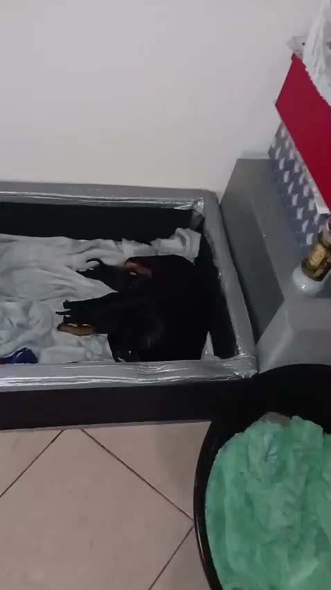 Pinscher Miniatura cani in vendita: Pinscher - Video 1