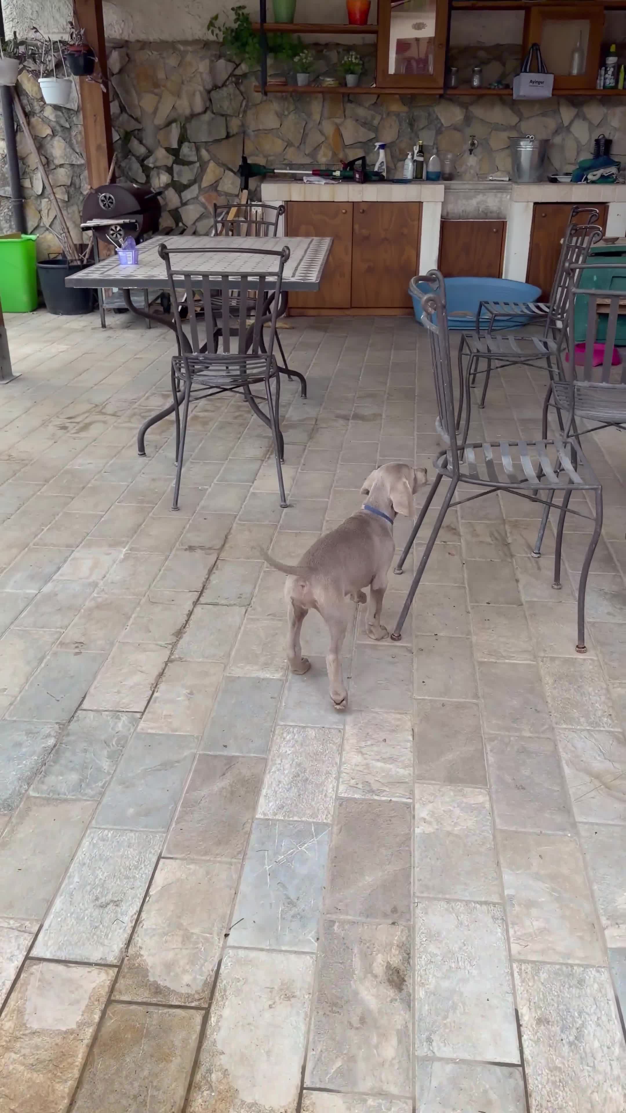 Weimaraner cani in vendita: Vendita cuccioli  Weimaraner  - Video 1