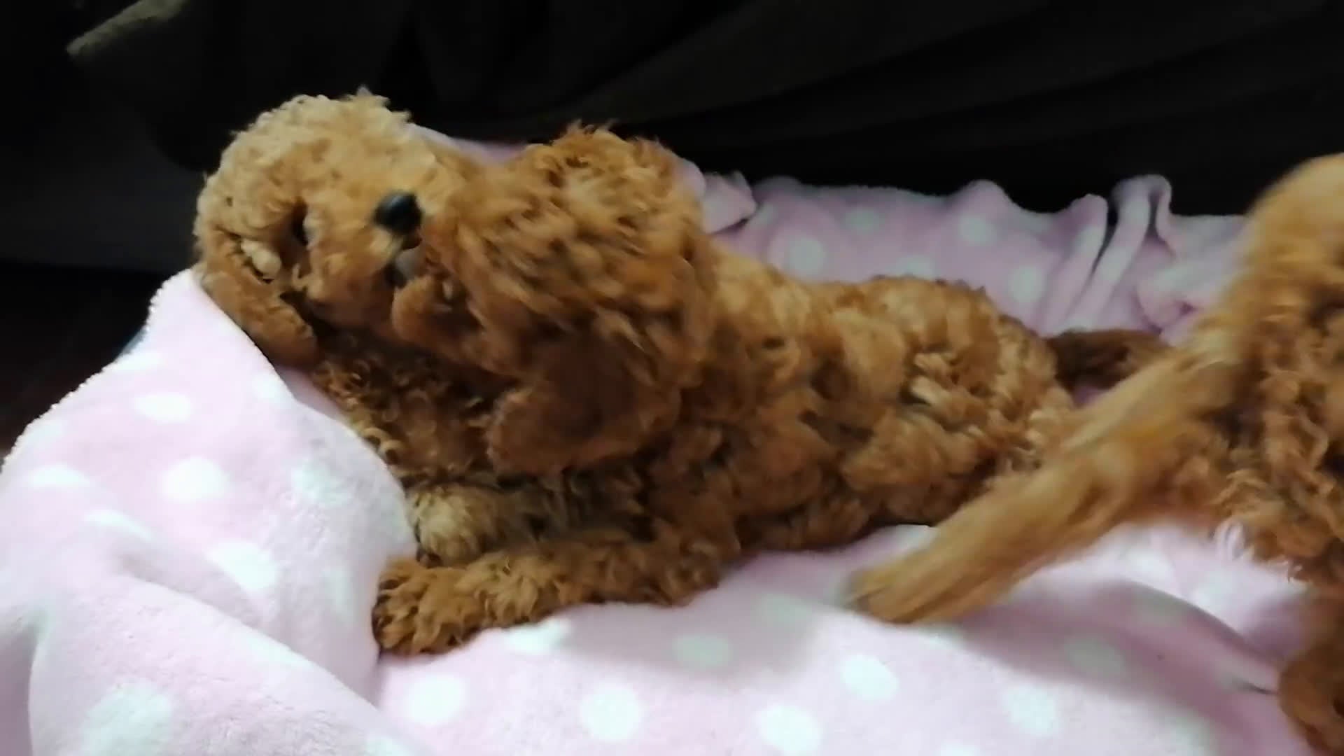 Barboncino cani in vendita: Disponibili cuccioli barboncino nano fulvo - Video 1