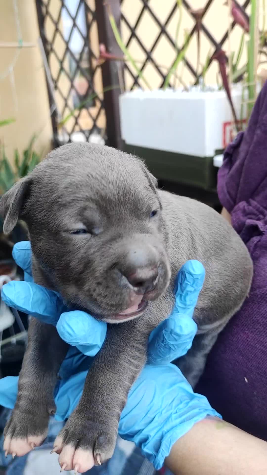 Pitbull cani in vendita: Cuccioli American Pitbull Terrier con pedigree - Video 1
