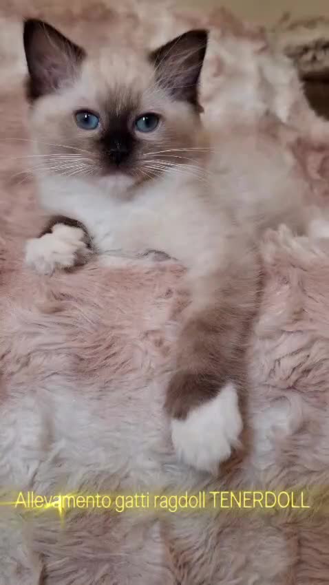 Ragdoll gatti in vendita: Ragdoll con Pedigree  - Video 3
