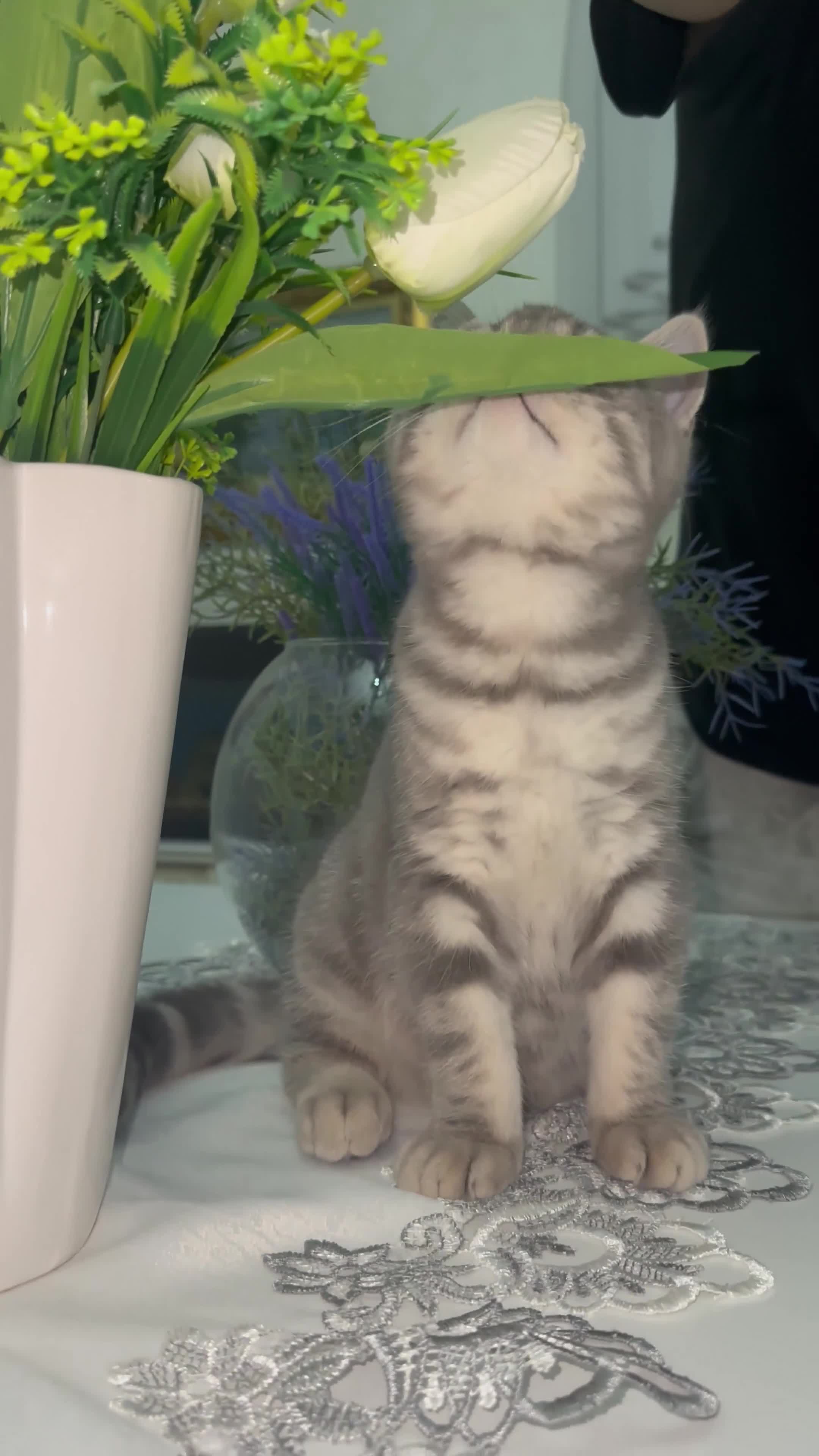 Scottish gatti in vendita: Cuccioli Scottish  a Città Metropolitana di Napoli - Video 1