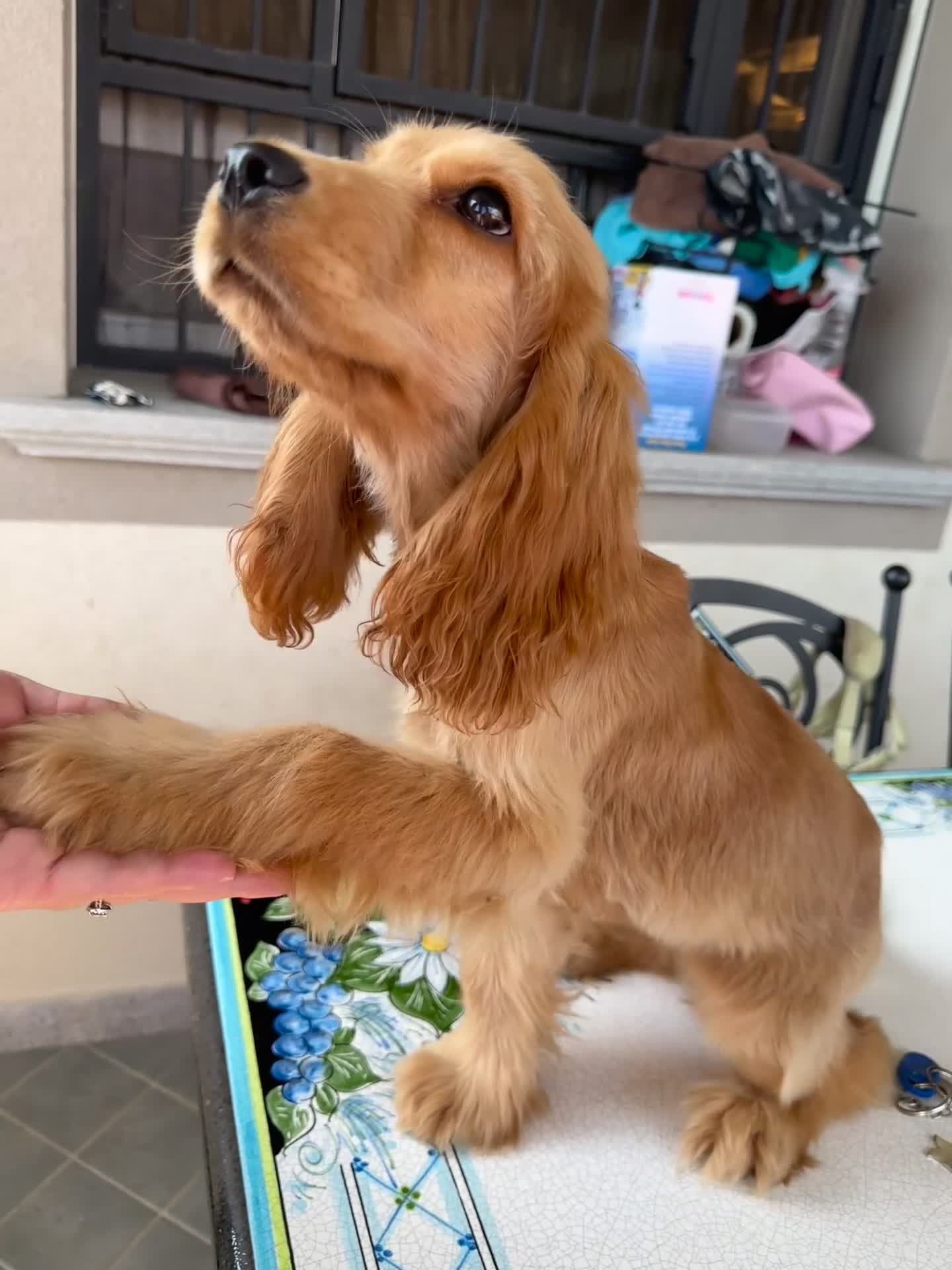 Cocker cani in vendita: Cucciola di cocker spaniel inglese a Città metropolitana di Milano - Video 1