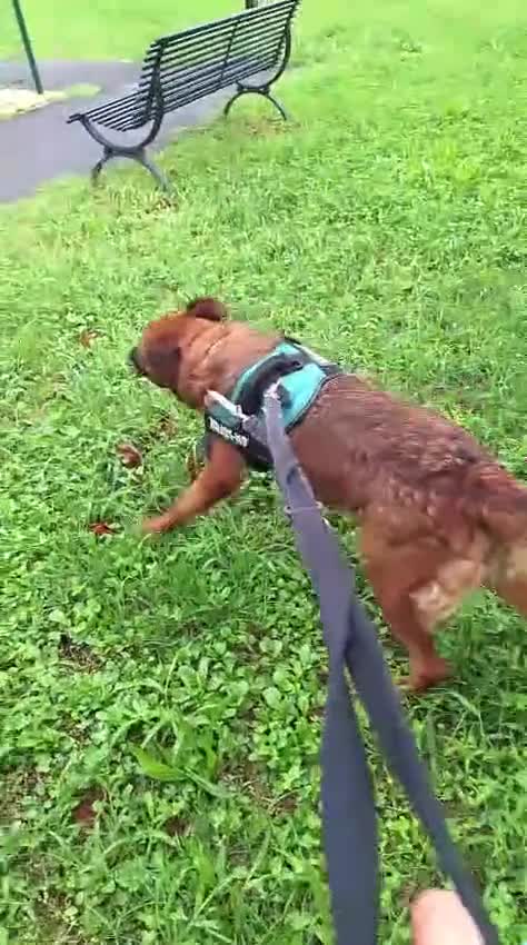 Meticcio cani in regalo: JONAS CAGNONE PIU' CHE BUONINO - Video 1